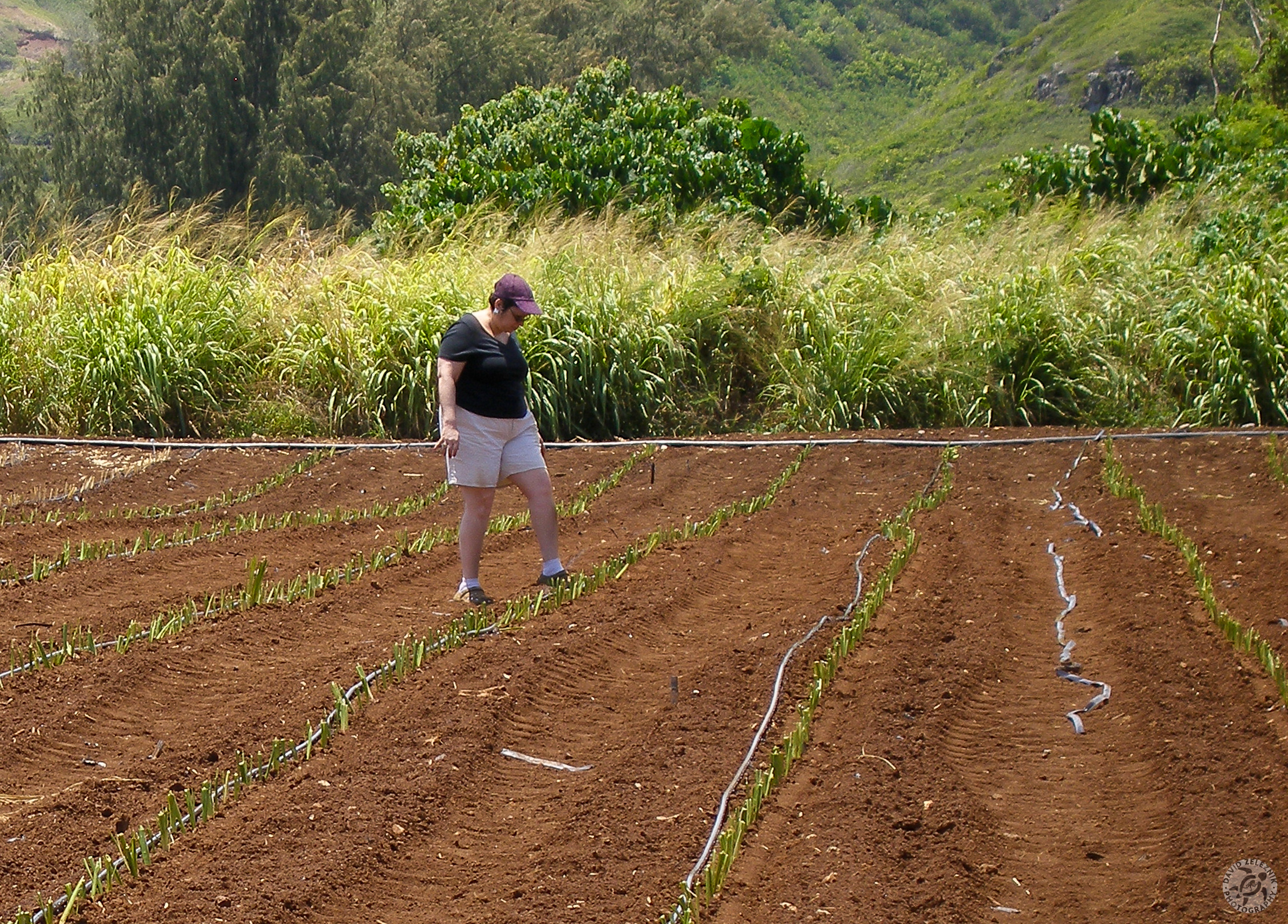 Oahu2008-33