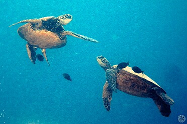Diving A couple of days of boat diving off of Waianae, the west coast of Oahu, during the first week followed by North Shore...