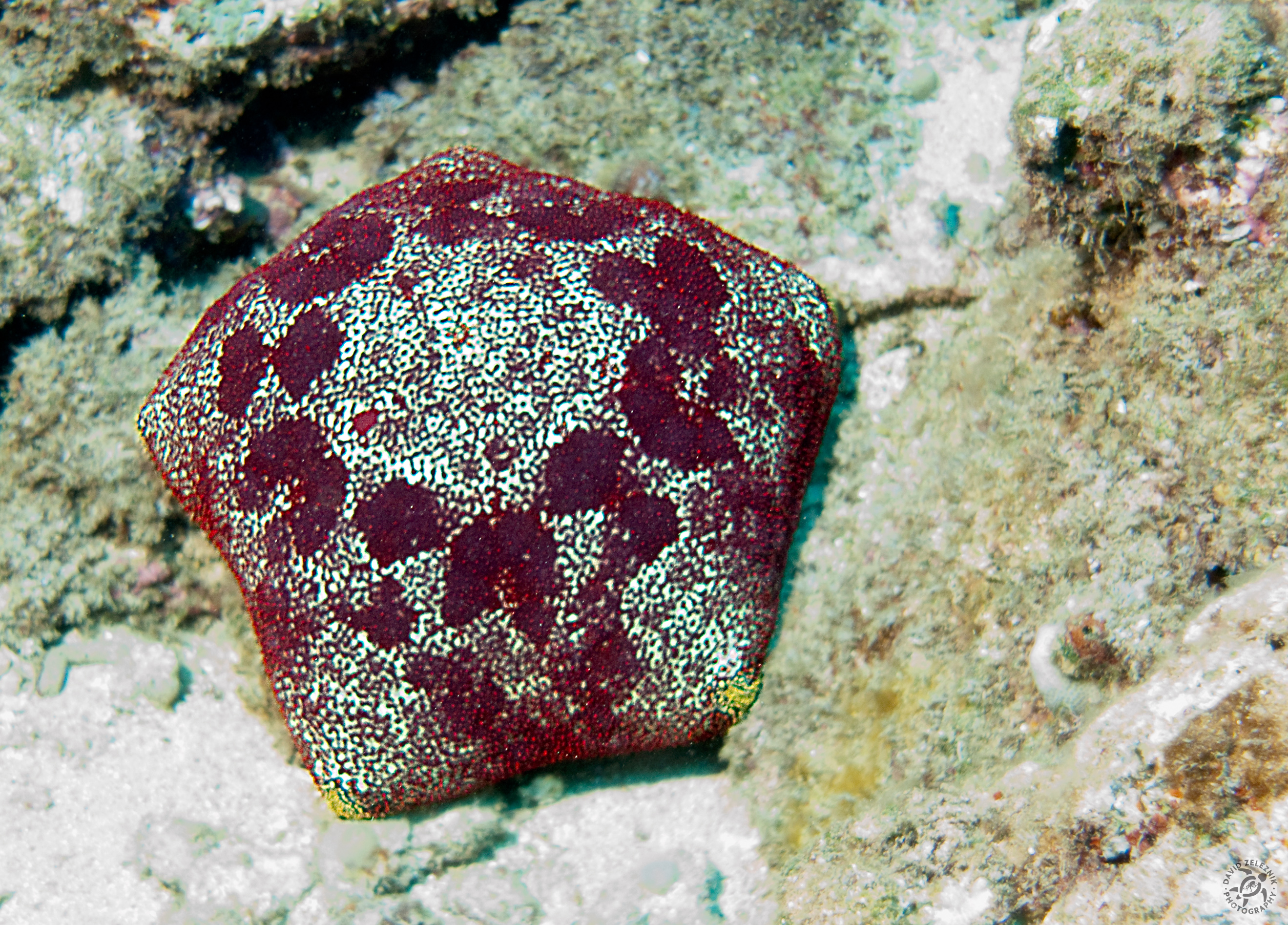 A Cushion Star, feeding on coral