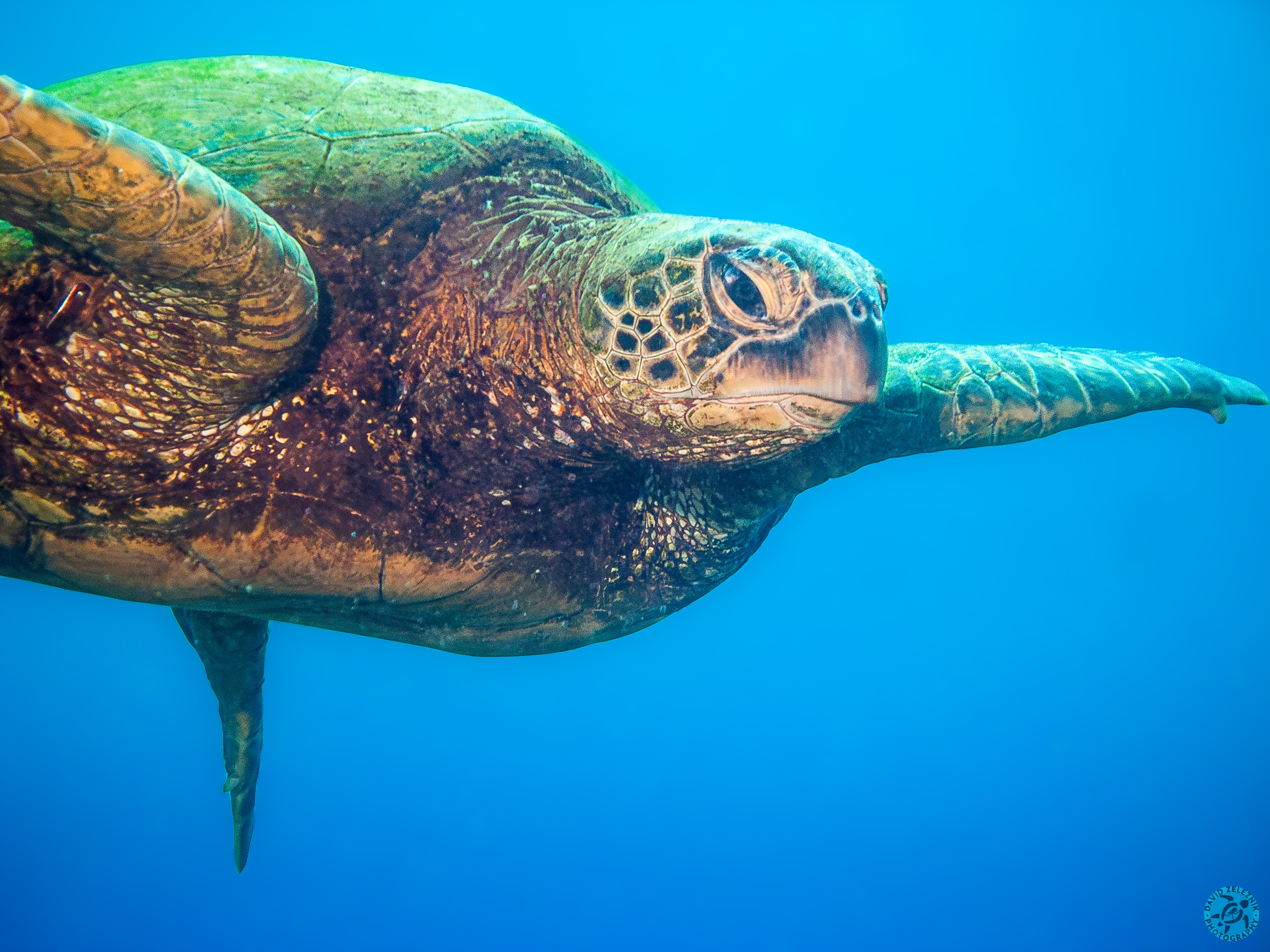 Hawaiian Green Sea Turtle or Honu