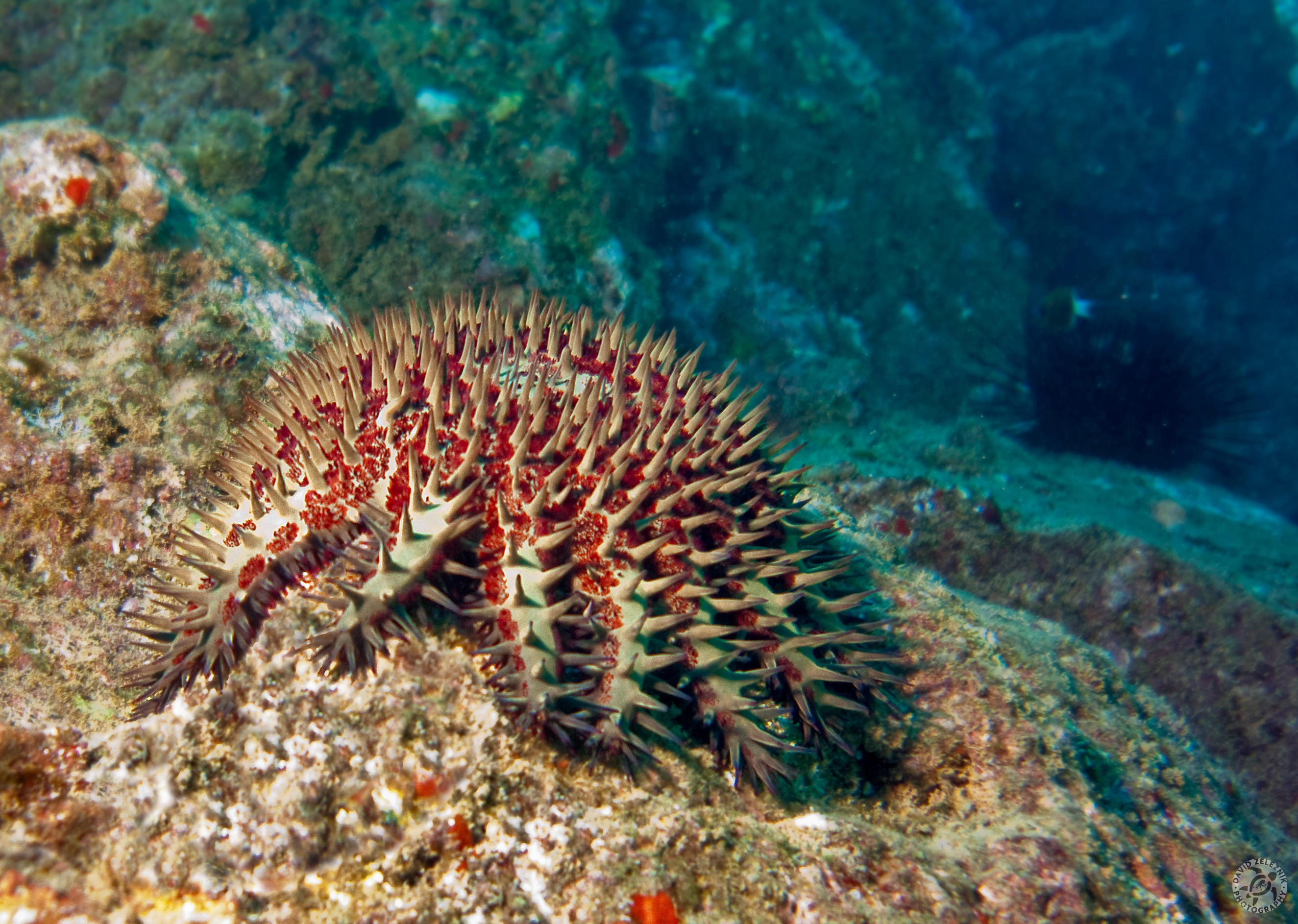 The Crown of Thorns star sports very toxic venom in its spines. Do not touch!