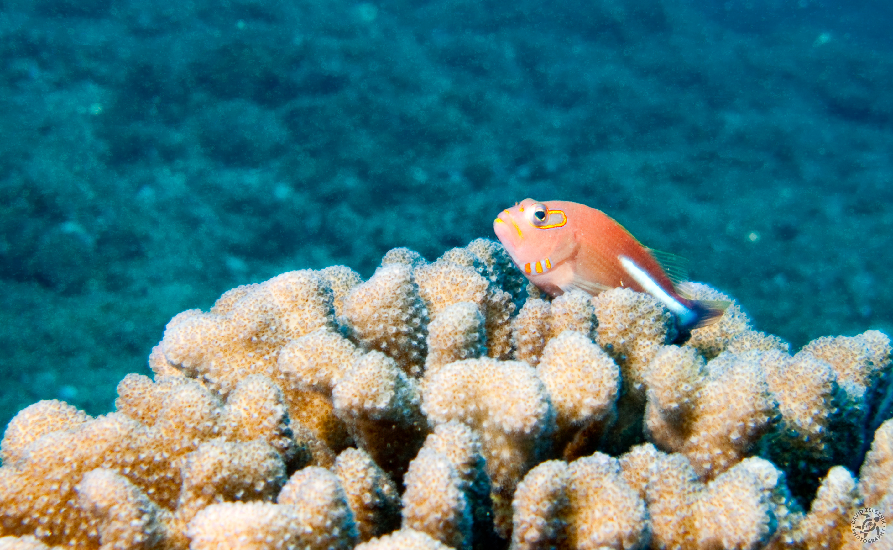 Arc-Eye Hawkfish