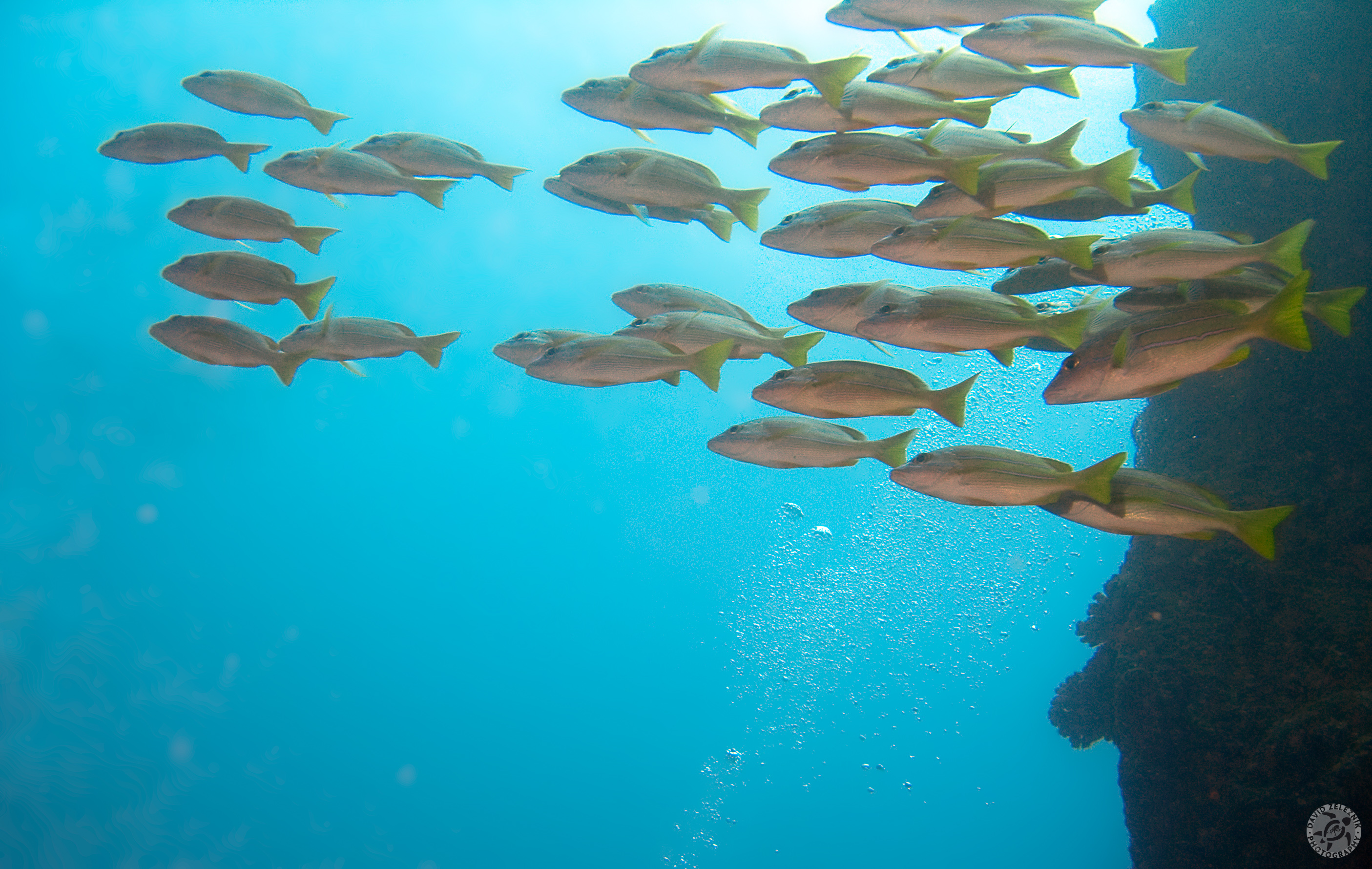 School of Bluestripe Snapper