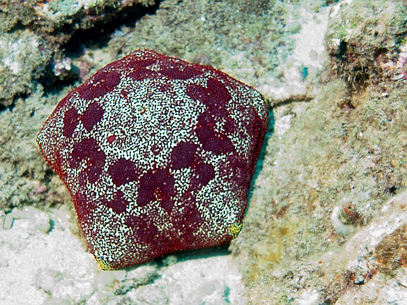A Cushion Star, feeding on coral Apr 6, 2009 9:22 AM : Diving, Kauai