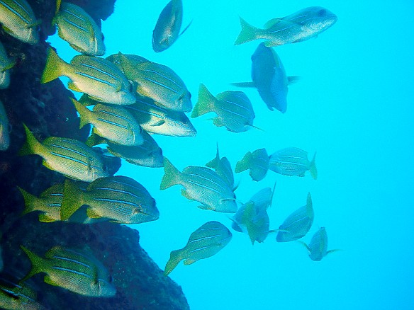 A school of Blue-Stripe Snapper, Ta'ape in Hawaiian Apr 6, 2009 10:39 AM : Diving, Kauai