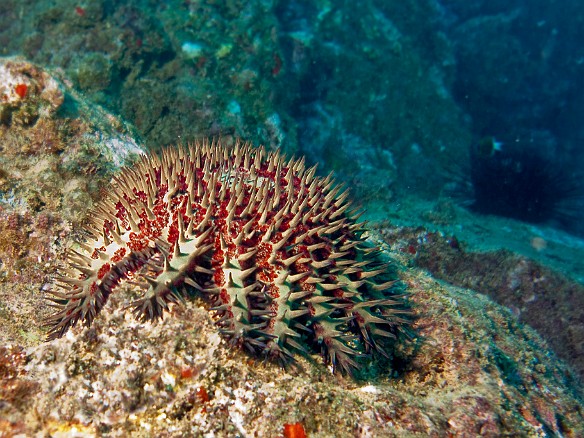 The Crown of Thorns star sports very toxic venom in its spines. Do not touch! Apr 6, 2009 10:42 AM : Diving, Kauai