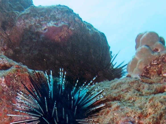 Sea urchins abound Apr 10, 2009 10:43 AM : Diving, Kauai