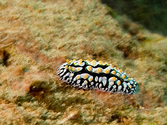 A nudibranch called the Fried Egg Slug Apr 10, 2009 10:57 AM : Diving