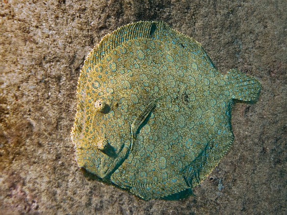 During a night dive off the South shore of Kauai, I encountered this Peacock Flounder right at the base of the mooring line Apr 14, 2009 6:16 PM : Diving