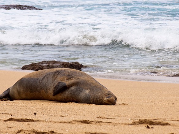 The last Thursday of our vacation we were back at Tunnels Beach when we encountered a Hawaiian monk seal taking a nap Apr 16, 2009 4:12 PM : Kauai