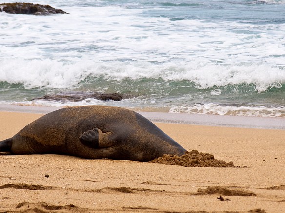The monk seals are endemic to Hawaii and are endangered. The law to remain 150 feet away from the seals is strictly enforced. Apr 16, 2009 4:13 PM : Kauai