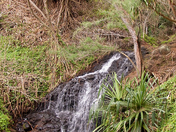 Small waterfall along the steep path down to Queen Emma's Bath May 2, 2010 10:12 AM : Kauai