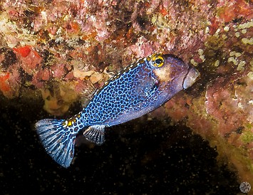 A male Spotted Boxfish A male Spotted Boxfish