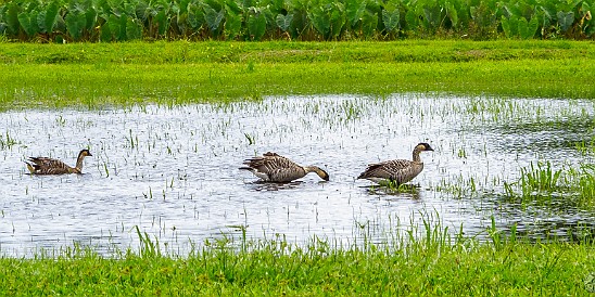 The field behind the farmer's market was still marshy left over from the previous weeks' rain. The Hawaiian state bird, the nene. May 14, 2011 11:37 AM : Kauai