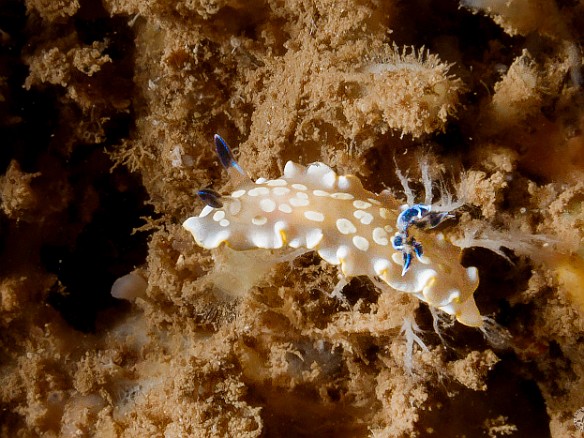 Really cool, a Tom Smith's nudibranch May 18, 2012 11:03 AM : Diving, Enhanced, Super Resolution, Tunnels Outer Reef, nudibranch