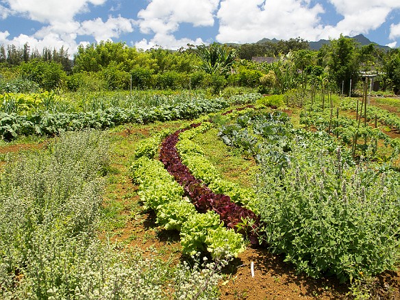 One of the vegetable gardens. The curved rows and arrangement of the plantings were all done for specific reasons. May 20, 2012 12:30 PM : Kauai