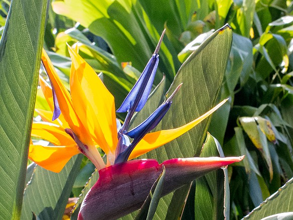 Bird of paradise May 24, 2012 3:11 PM : Kauai