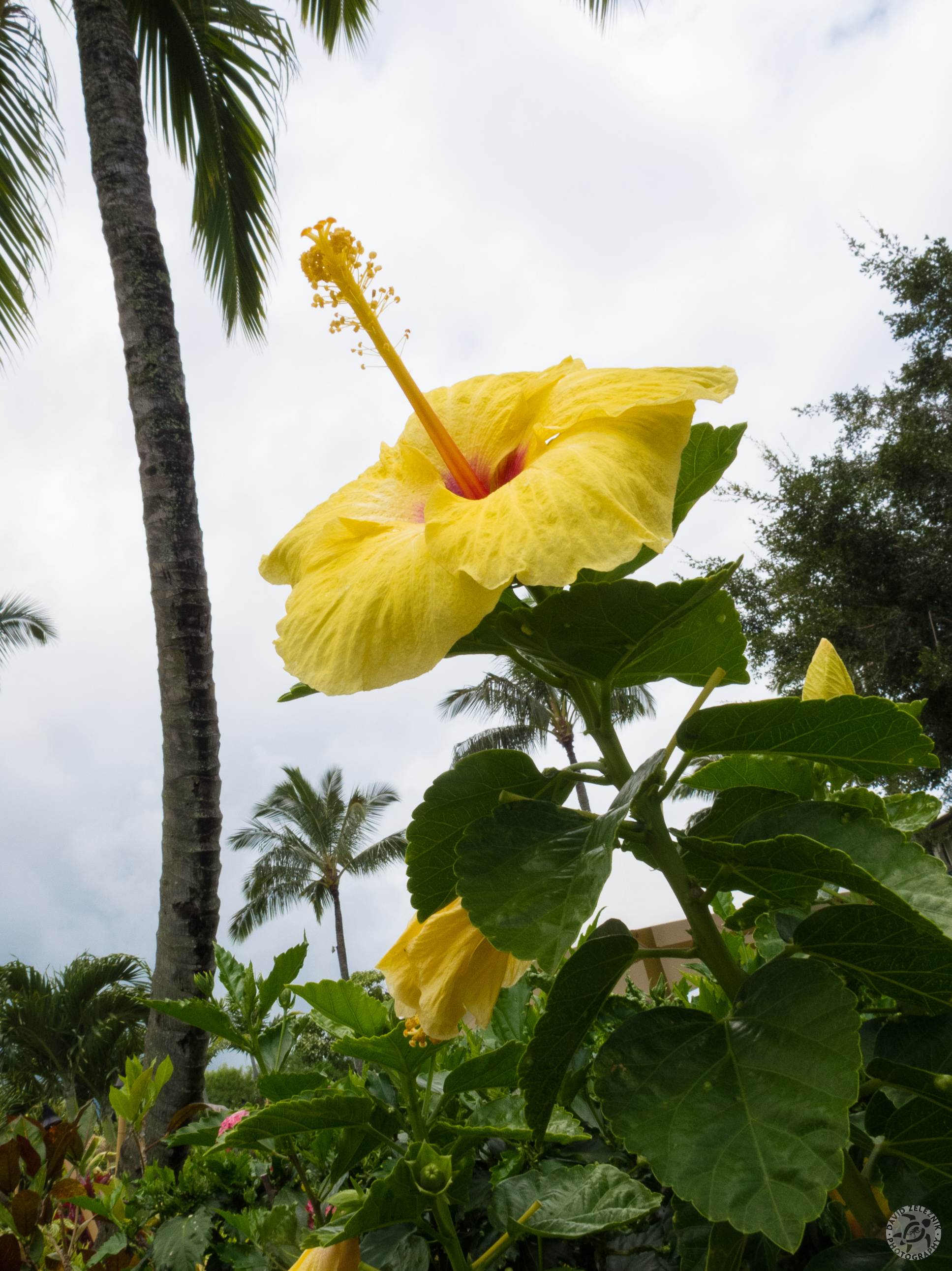 Hawaii2013-231