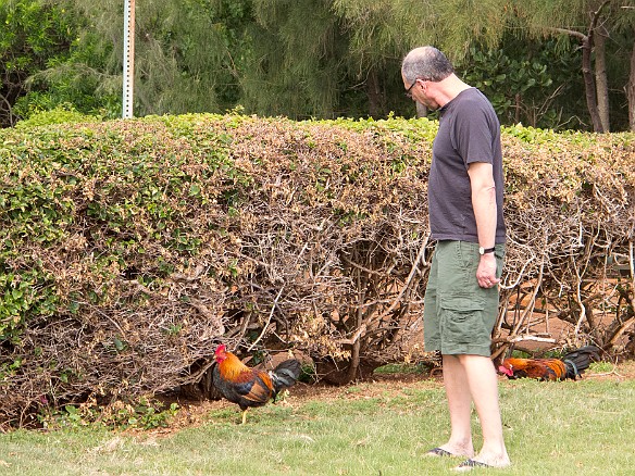 My brother-in-law, the chicken whisperer May 13, 2013 4:23 PM : Howard Berzon, Kauai