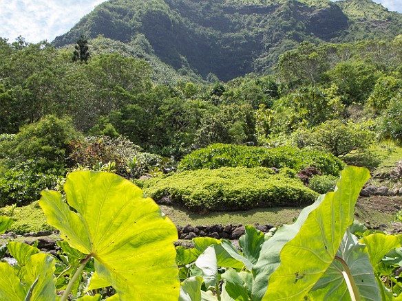 Traditional taro fields terraced into the valley May 24, 2013 10:59 AM : Kauai