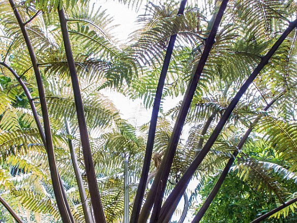 Giant fern May 24, 2013 11:37 AM : Kauai