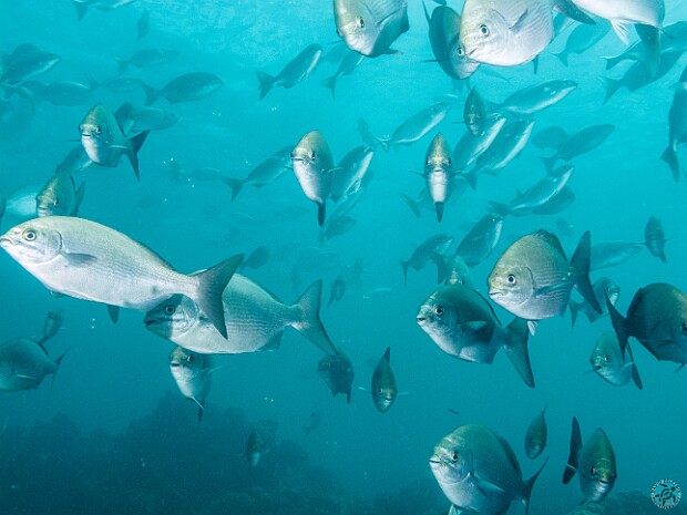 Diving My diving was limited to three days of shore diving at Tunnels due persistent swells and rough seas, especially during...