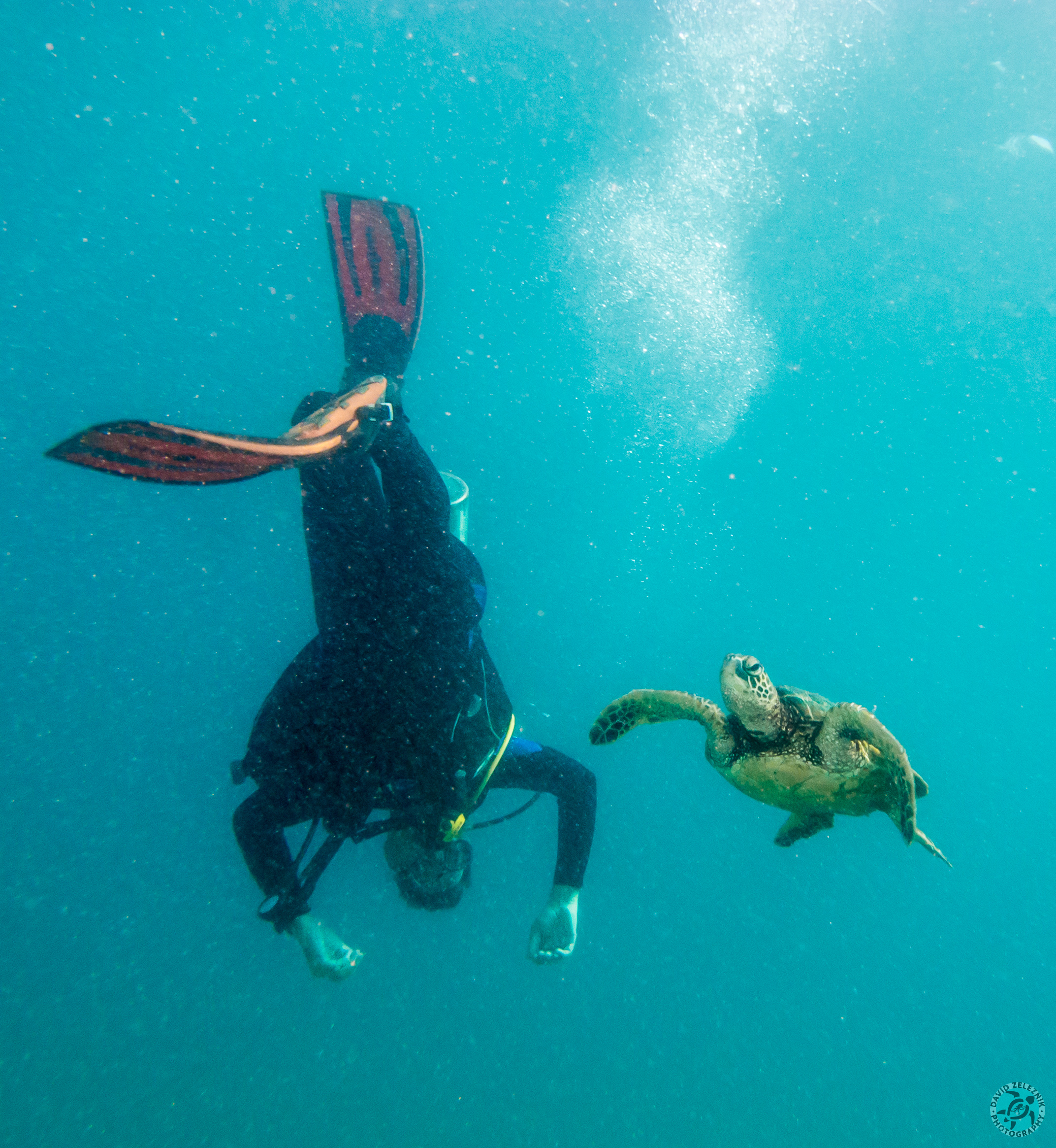 Diver flips over baby turtle<br/><small>Tunnels Reef, Kauai</small>