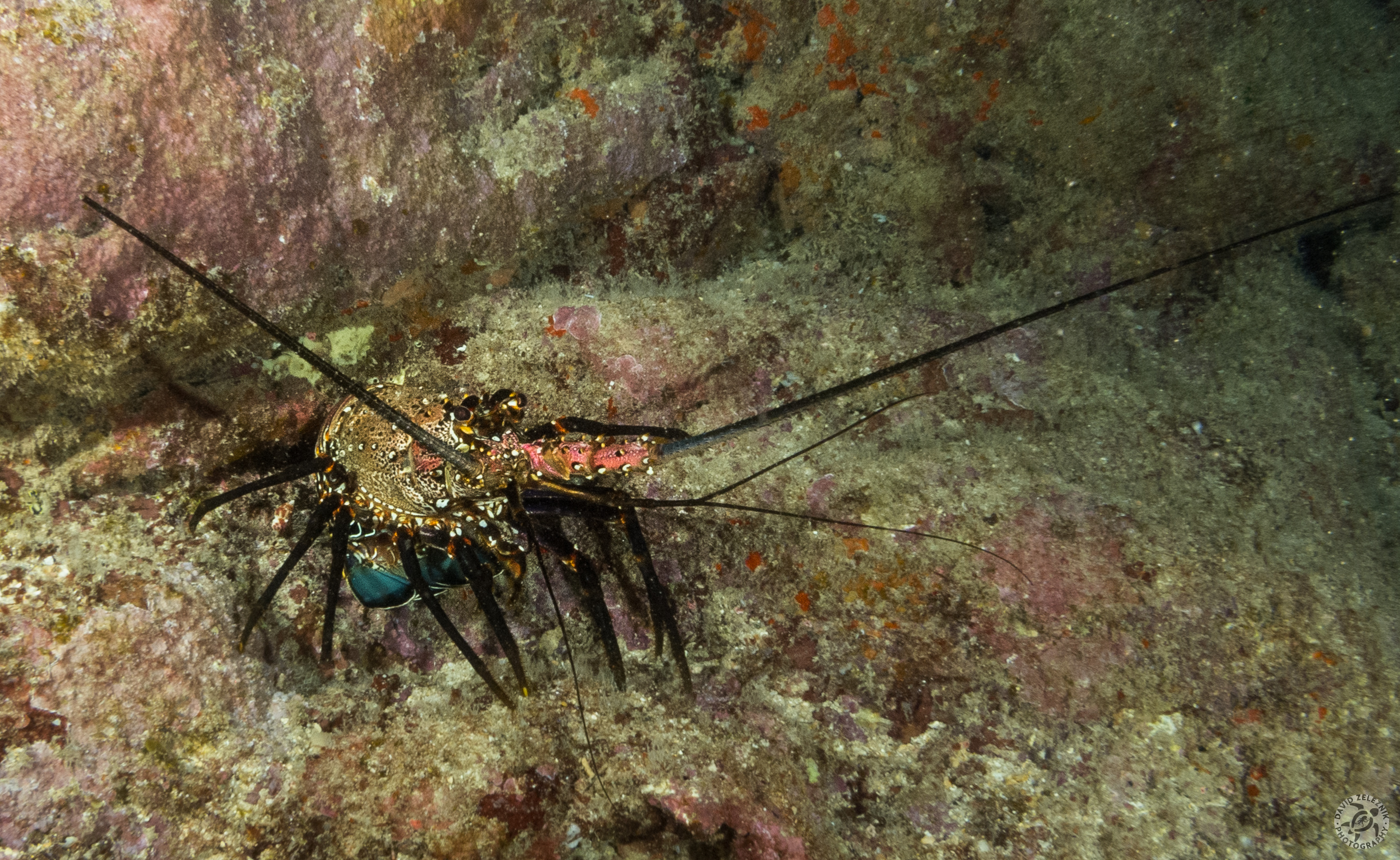Lobster<br/><small>Sheraton Caverns dive site, Kauai</small>