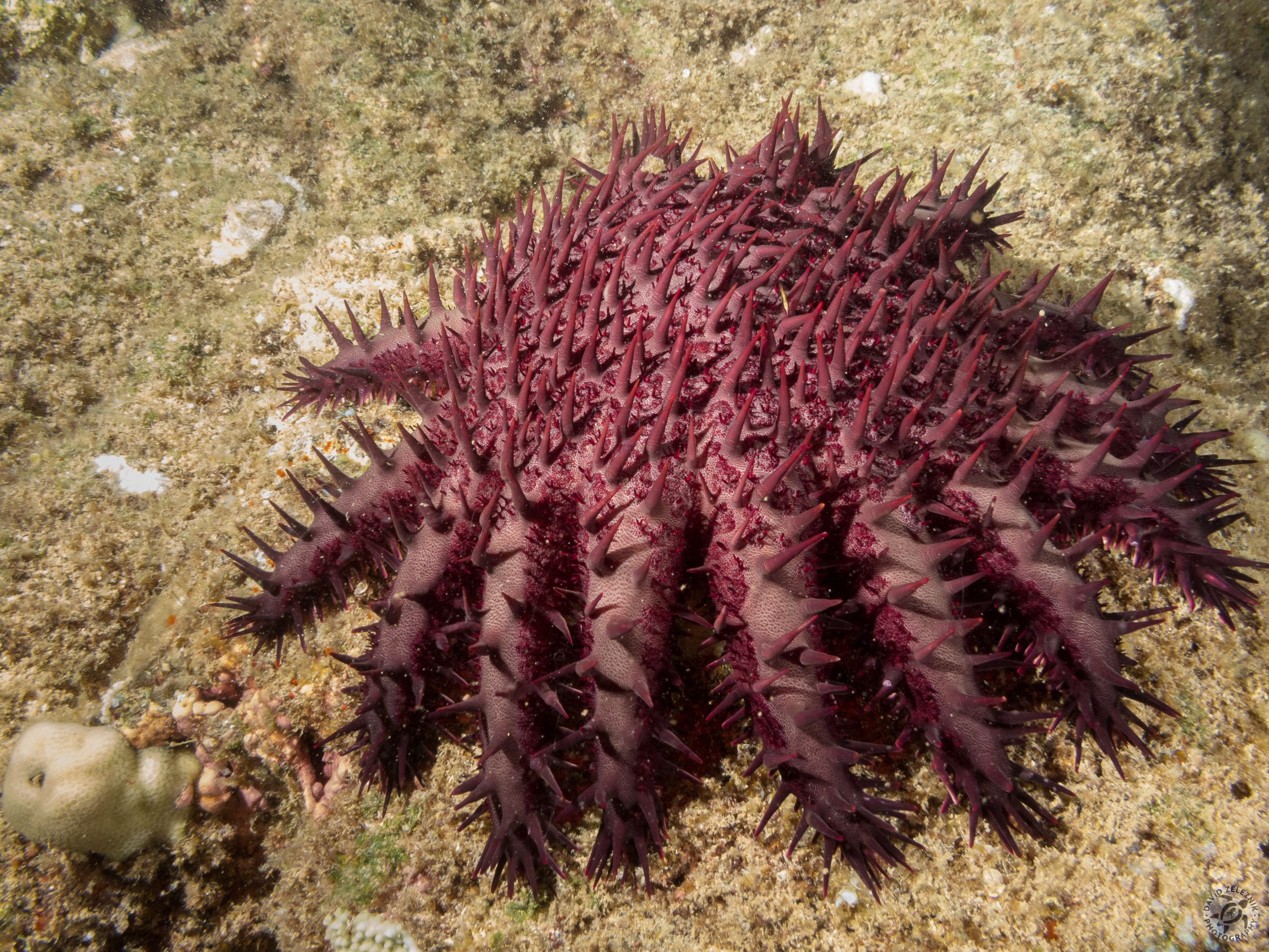 Crown of Thorns star<br/><small>Sheraton Caverns dive site, Kauai</small>