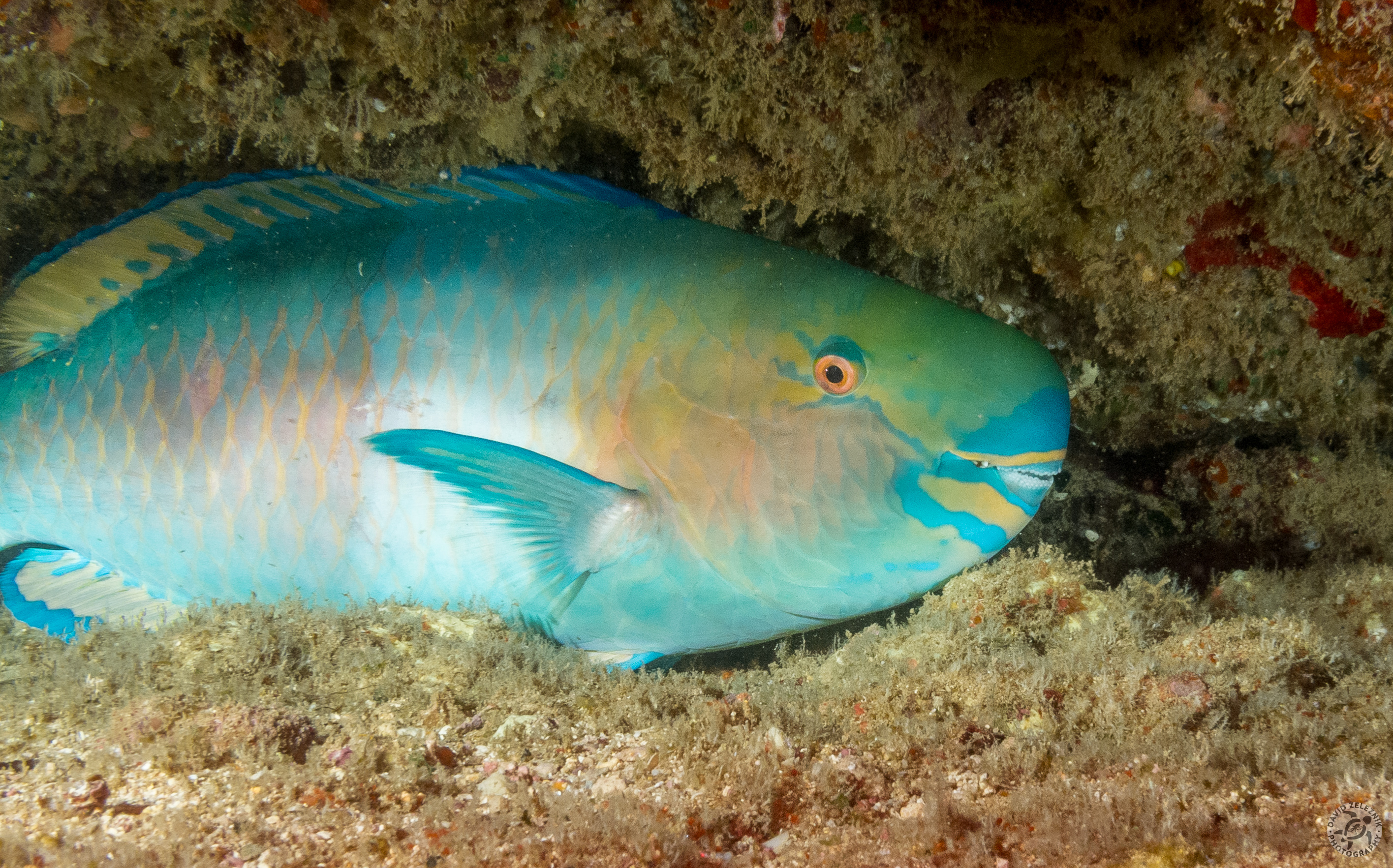 Bullethead Parrotfish napping<br/><small>Sheraton Caverns dive site, Kauai</small>