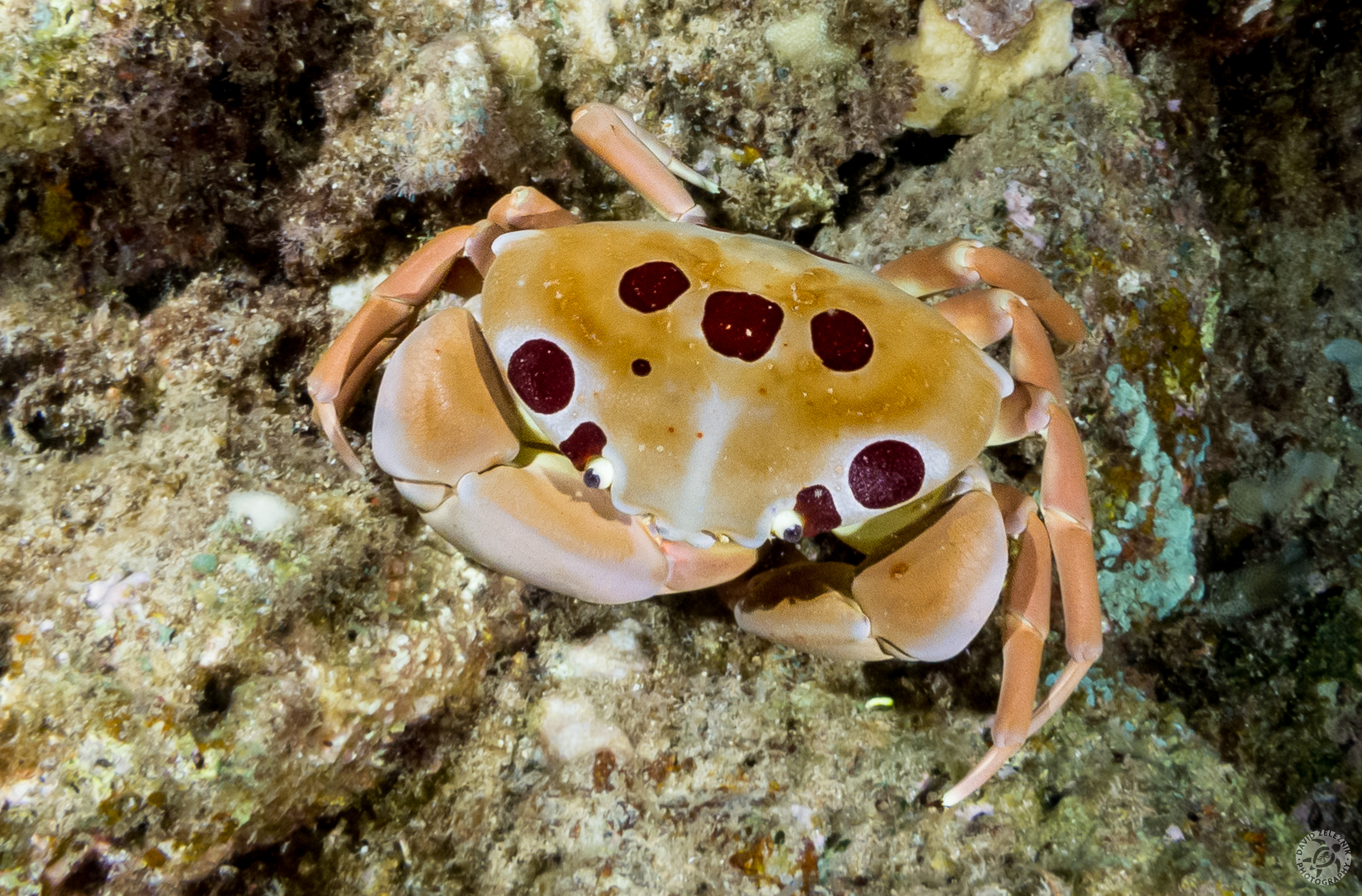 The so-called Seven-Eleven Crab, or Alakuma in Hawaiian. It is named due to the seven conspicuous red spots (four near the eyes and three in the center), plus four less prominent red spots along the back edges of its carapace, making a total of eleven. This one was approximately 6" across.