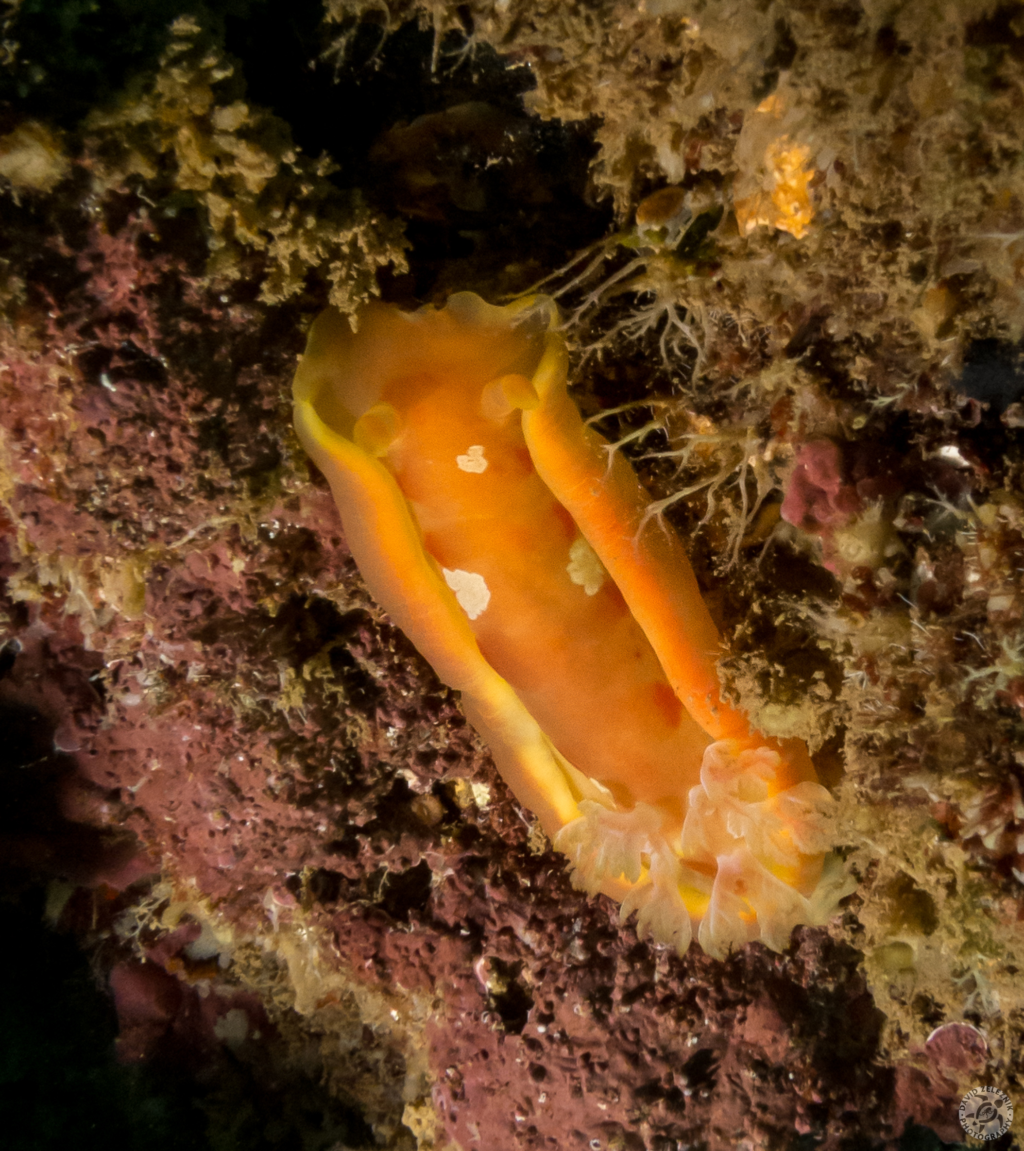 Spanish Dancer nudibranch<br/><small>Tunnels Reef, Kauai</small>