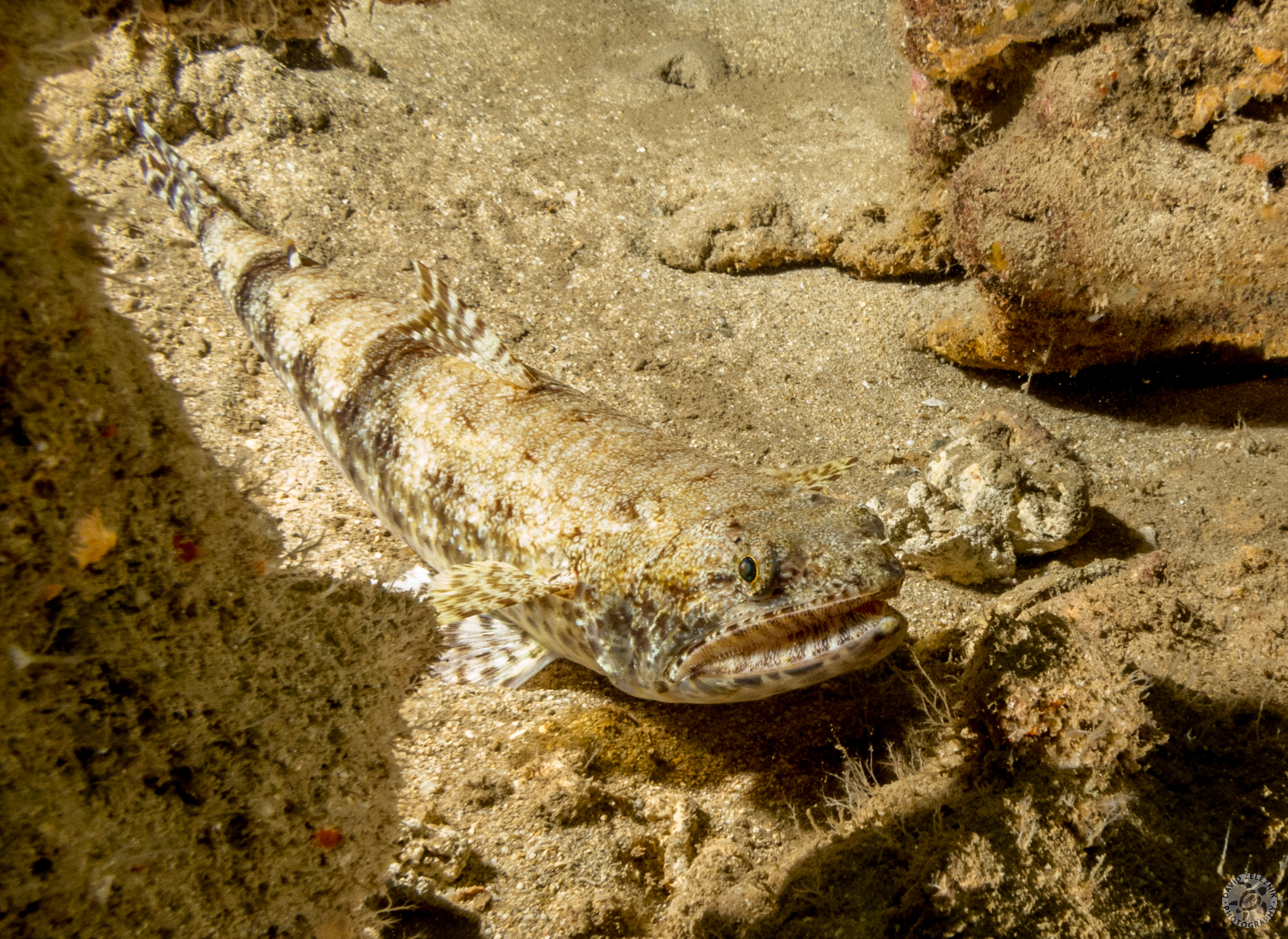 Lizardfish<br/><small>Tunnels Reef, Kauai</small>