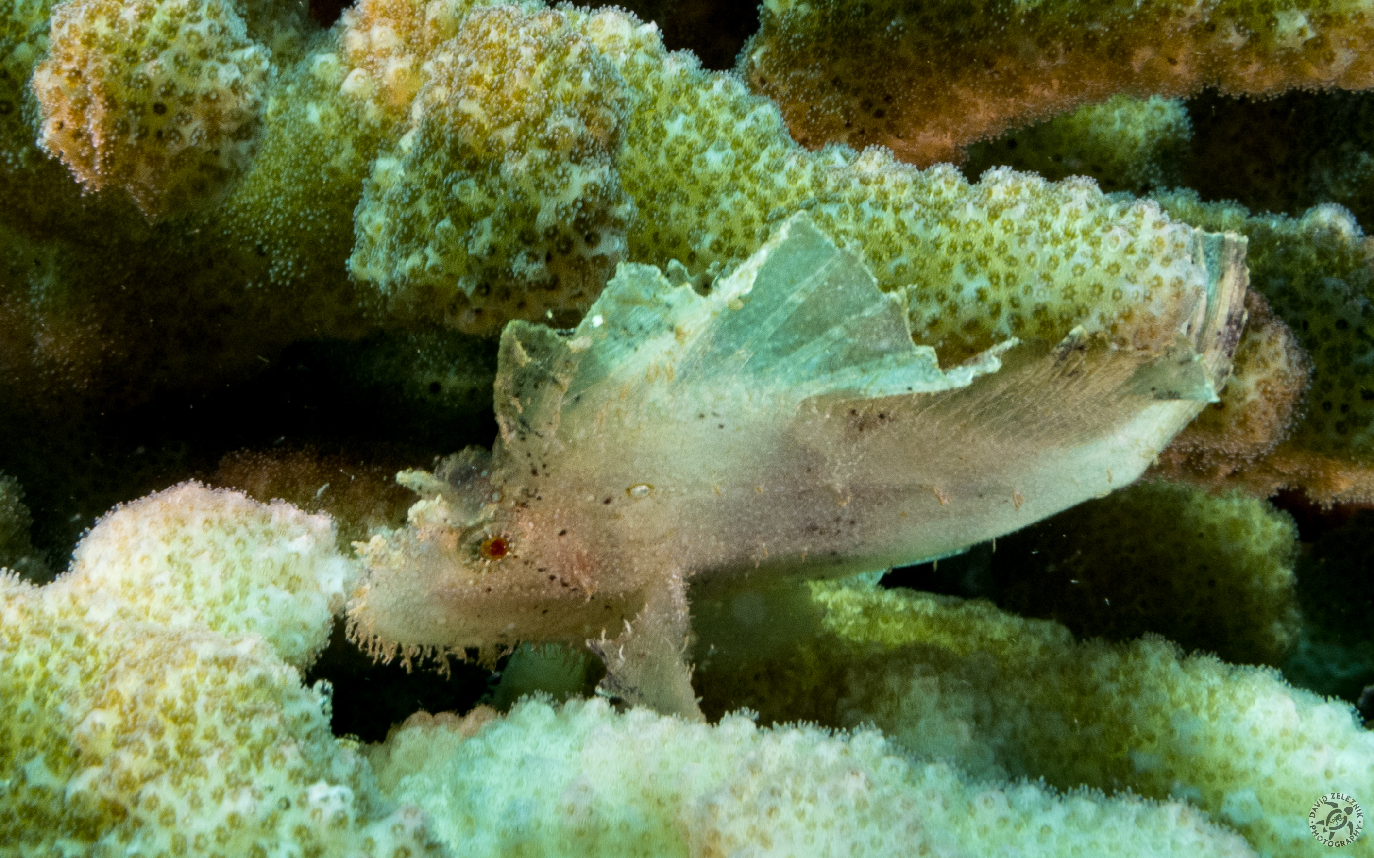 White Leaf Scorpionfish<br/><small>Tunnels Reef, Kauai</small>