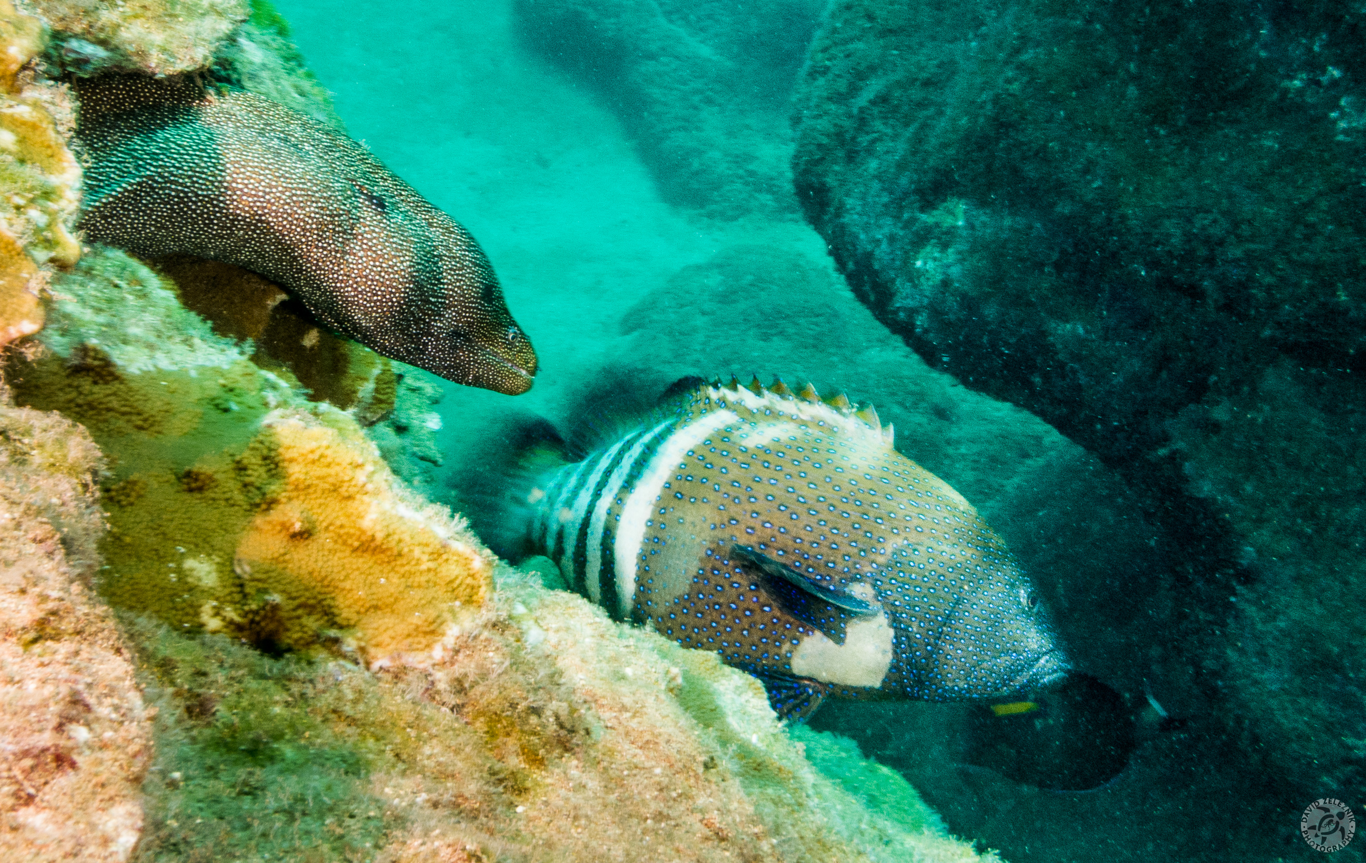 KauaiDiving2014-155