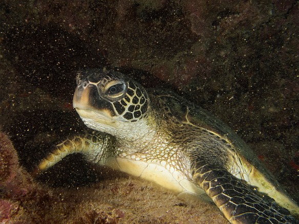 This baby turtle was napping in the same ledge every day May 15, 2014 9:42 AM : Diving, Kauai, honu, turtle