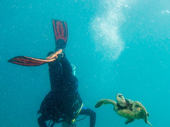 The turtle takes off and one of the divers flips trying to get a good view May 15, 2014 10:04 AM : Diving, Kauai, honu, turtle