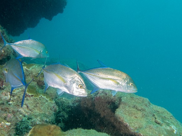 Small school of young adult bluefin trevally May 16, 2014 9:26 AM : Diving, Kauai