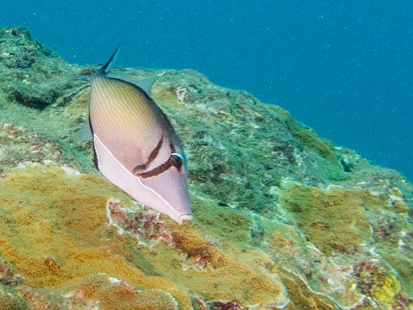 Lei triggerfish May 16, 2014 9:41 AM : Diving, Kauai
