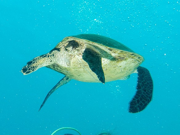 The turtle never ceases to stop divers in their tracks May 16, 2014 9:44 AM : Diving, Kauai, honu, turtle