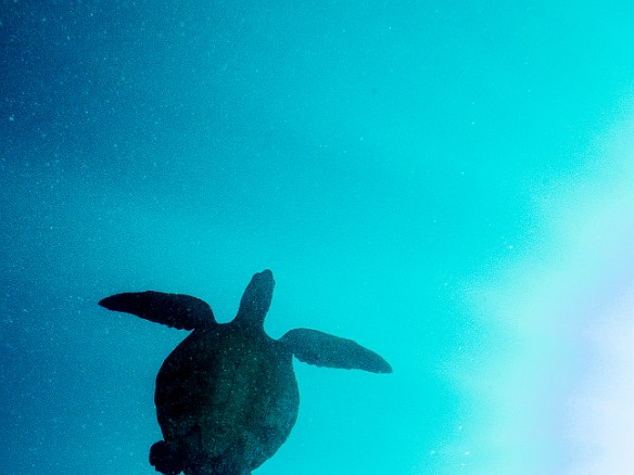 May 16, 2014 9:45 AM : Diving, Kauai