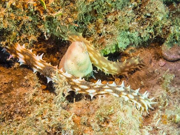 The spikes on this Light-Spotted Sea Cucumber are actually soft. The cucumber can inflate itself, which causes the spikes to flatten out and essentially disappear. May 19, 2014 6:17 PM : Diving, Kauai