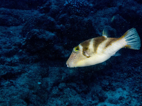 Mimic Filefish May 19, 2014 6:31 PM : Diving, Kauai