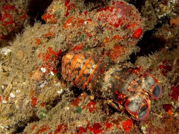 Slipper Lobster May 19, 2014 8:08 PM : Diving, Kauai