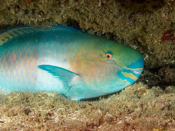 This Bullethead Parrotfish had just laid down to sleep for the night May 19, 2014 8:22 PM : Diving, Kauai