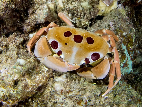 The so-called Seven-Eleven Crab, or Alakuma in Hawaiian. It is named due to the seven conspicuous red spots (four near the eyes and three in the center), plus four less prominent red spots along the back edges of its carapace, making a total of eleven. This one was approximately 6" across. May 19, 2014 8:31 PM : Diving, Instagram, Kauai