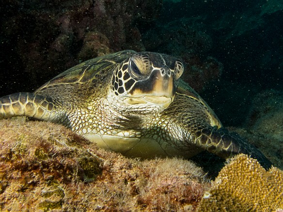 More dives = more turtles May 21, 2014 9:22 AM : Diving, Kauai, honu, turtle