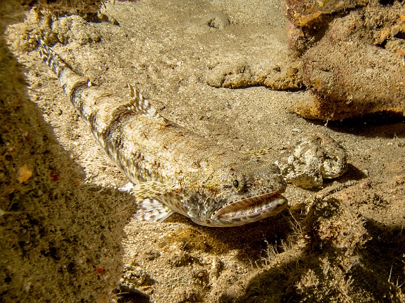 Large lizardfish on the sandy bottom at Tunnels May 21, 2014 10:55 AM : Diving, Kauai
