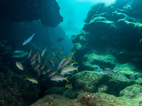 Yellowfin Goatfish May 21, 2014 11:33 AM : Diving, Kauai