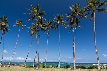 Kauai Max's brother Robbie and his wife Janie joined us for our first week on Kauai. It was their first time to Kauai, and in...